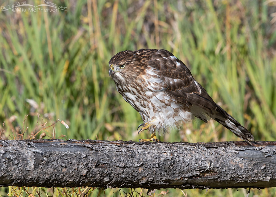 Immature Cooper's Hawk walking on a wooden fence rail, Wasatch Mountains, Morgan County, Utah