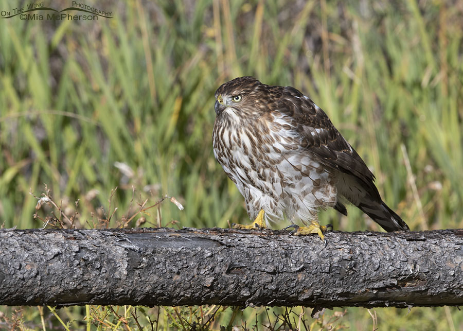 Young Cooper's Hawk walking on a fence rail, Wasatch Mountains, Morgan County, Utah