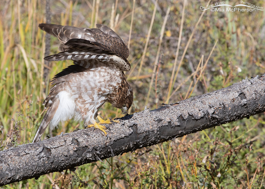 Immature Cooper's Hawk stretching its wings, Wasatch Mountains, Morgan County, Utah