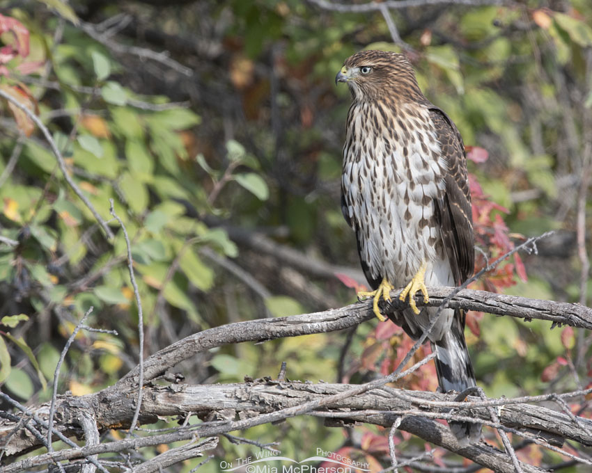 Juvenile Cooper's Hawk with fall colors, Morgan County, Utah