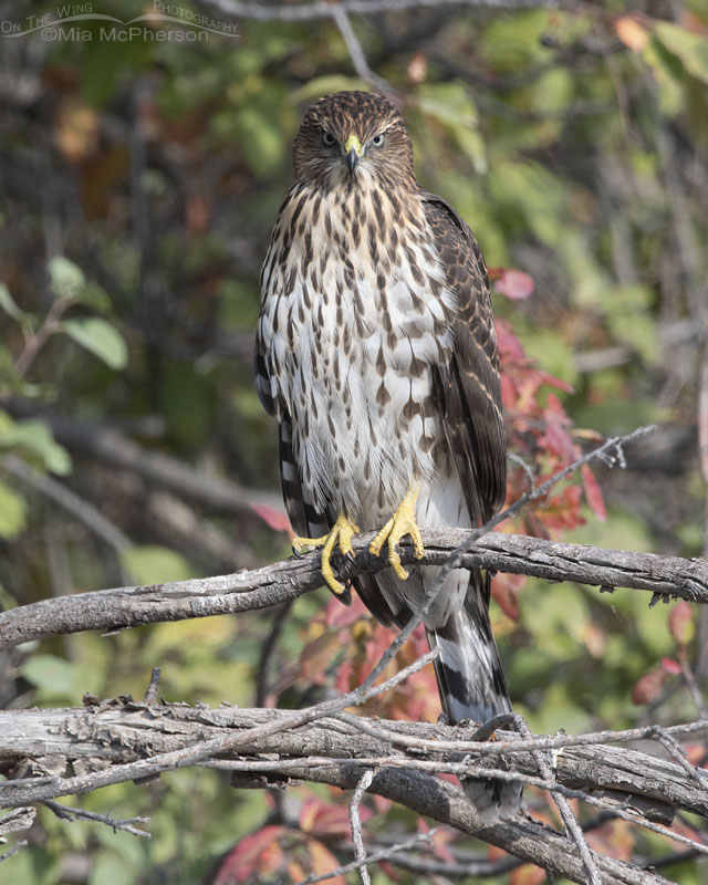 Staring juvenile Cooper's Hawk, Morgan County, Utah