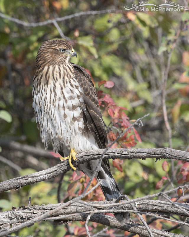 Juvenile Cooper's Hawk in the Wasatch Mountains, Morgan County, Utah
