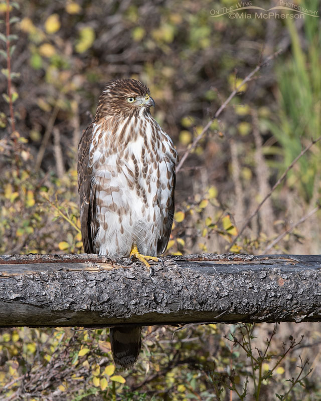 Young Cooper's Hawk surveying its territory, Wasatch Mountains, Morgan County, Utah