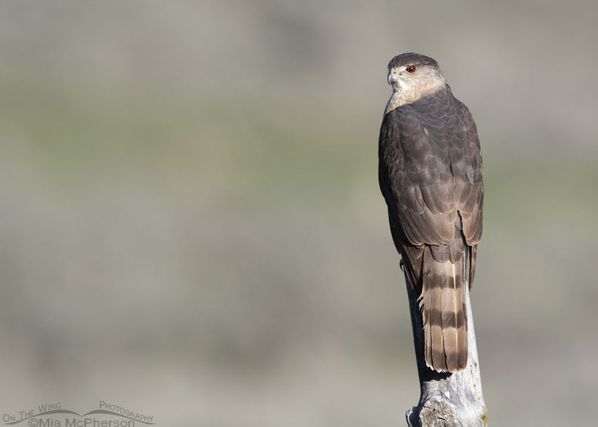 Staring Cooper's Hawk, Wasatch Mountains, Summit County, Utah