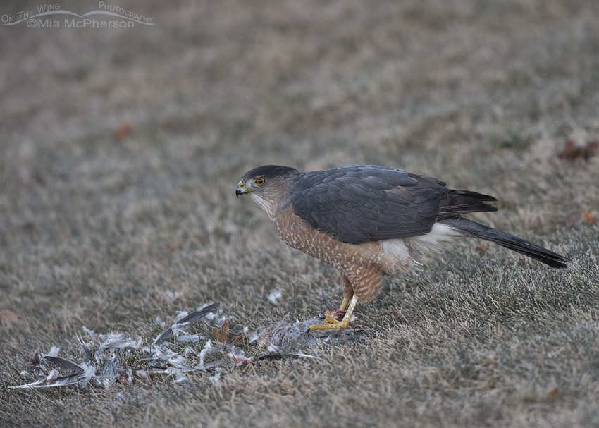 Cooper's Hawk with prey in Salt Lake County, Utah