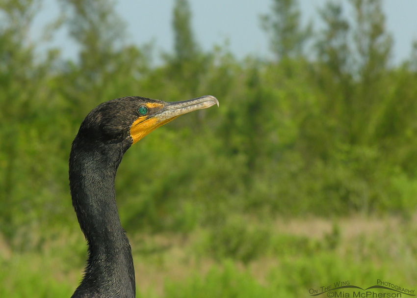 Double-crested Cormorant on Anclote Key, Pinellas County, Florida
