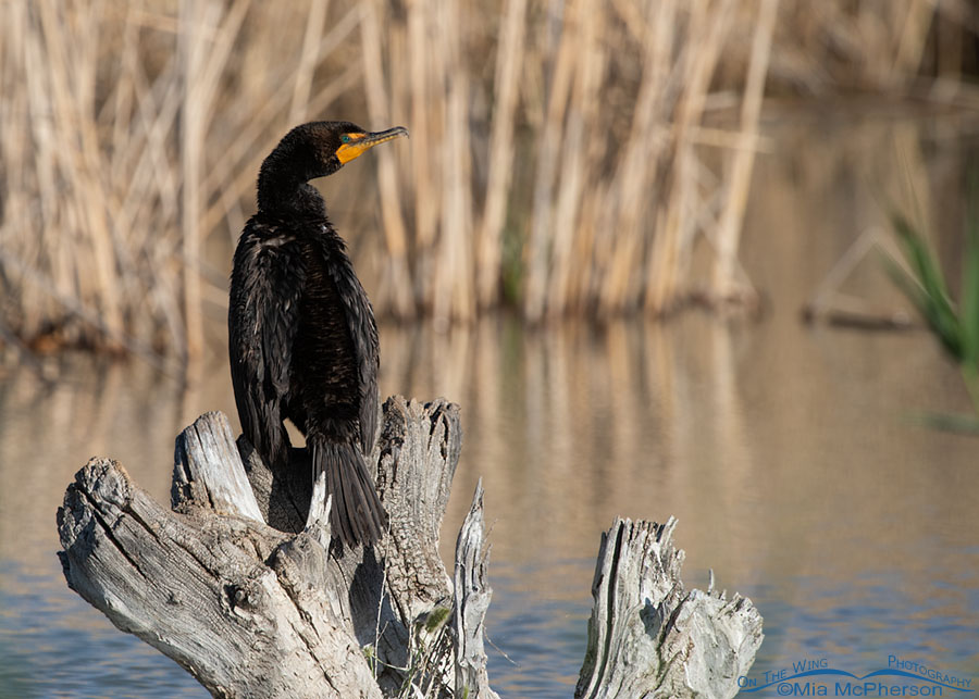 Double-crested Cormorant adult in the wetlands of Bear River MBR, Box Elder County, Utah