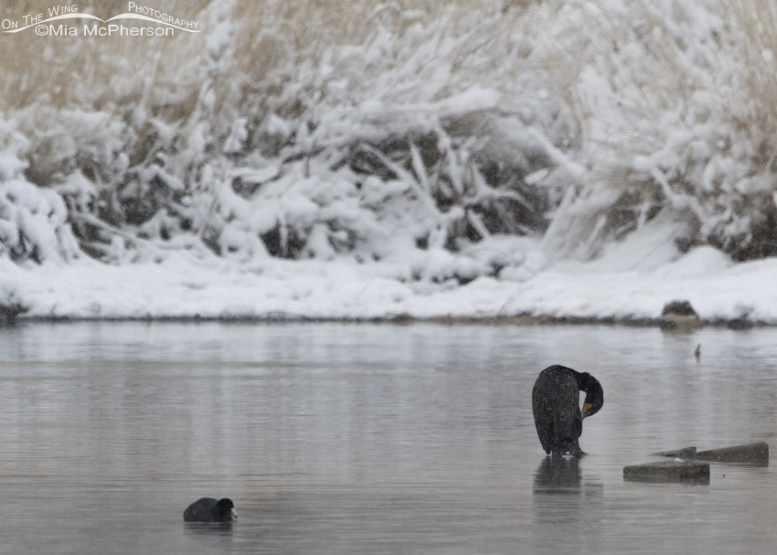 Double-crested Cormorant and American Coot in snow, Salt Lake County, Utah