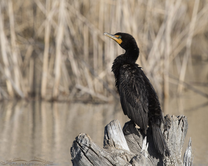 Double-crested Cormorant resting on a stump, Bear River Migratory Bird Refuge, Box Elder County, Utah
