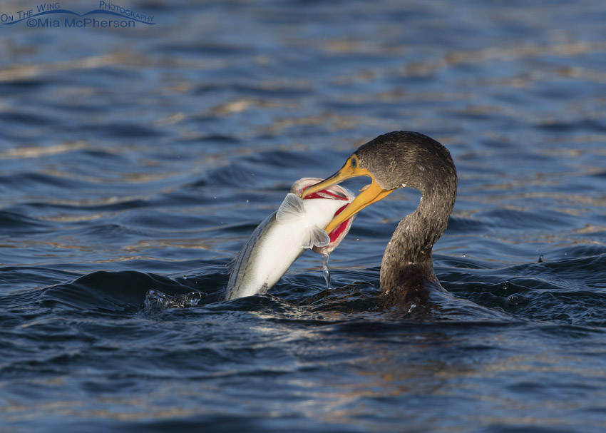Double-crested Cormorant with its catch, Salt Lake County, Utah