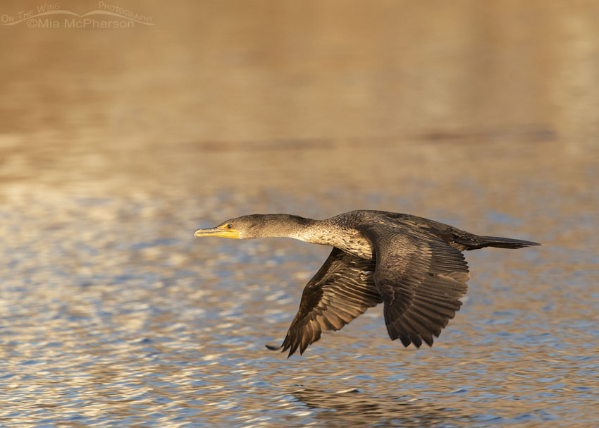 Double-crested Cormorant flight in golden light, Salt Lake County, Utah