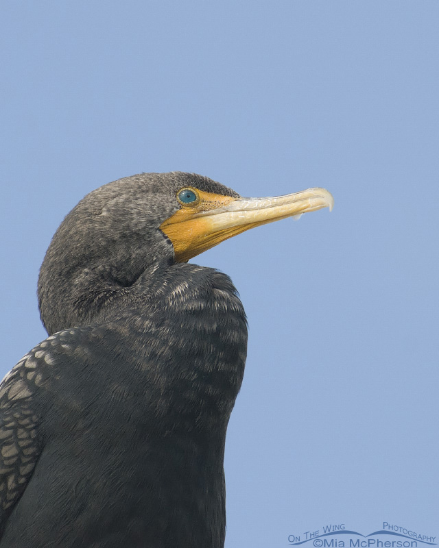 Double-crested Cormorant on a light pole, Fort De Soto County Park, Pinellas County, Florida