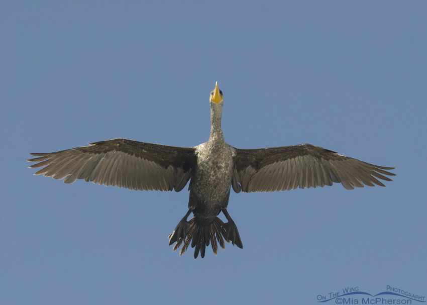 Double-crested Cormorant overhead, Fort De Soto County Park, Pinellas County, Florida