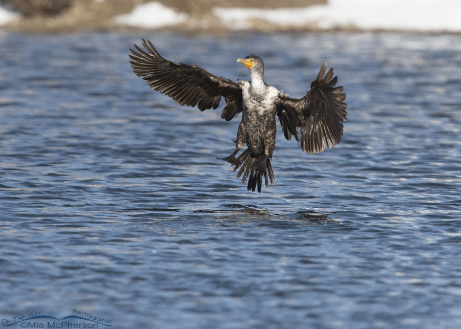 Immature Double-crested Cormorant landing on a pond, Salt Lake County, Utah