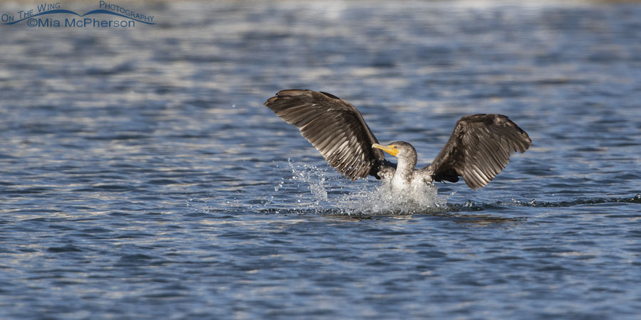Immature Double-crested Cormorant splash down, Salt Lake County, Utah