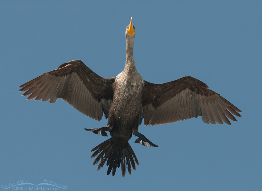 Double-crested Cormorant coming in for a landing, Fort De Soto County Park, Pinellas County, Florida