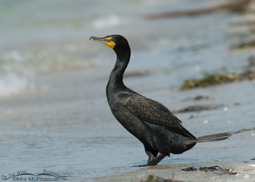 Double-crested Cormorant on the Gulf, Fort De Soto County Park, Pinellas County, Florida