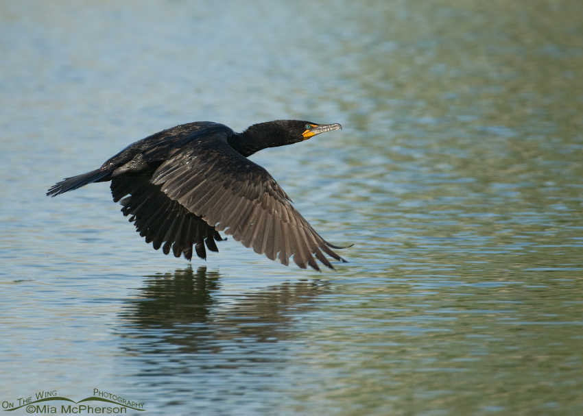 Double-crested Cormorant in flight over Willow Pond, Salt Lake County, Utah