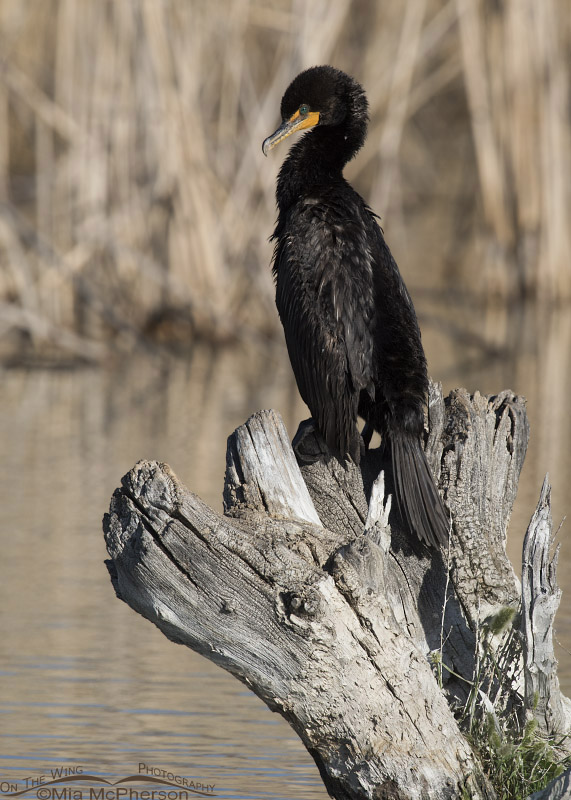 Double-crested Cormorant on a stump, Bear River Migratory Bird Refuge, Box Elder County, Utah
