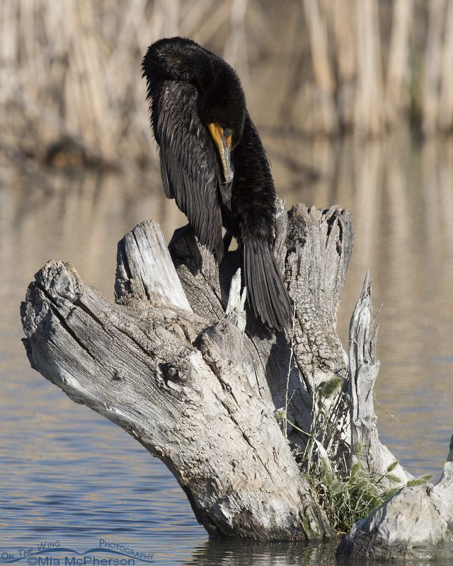 Double-crested Cormorant preening on a stump, Bear River Migratory Bird Refuge, Box Elder County, Utah