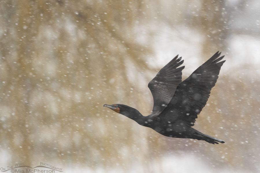 Double-crested Cormorant flying in a snow storm, Salt Lake County, Utah