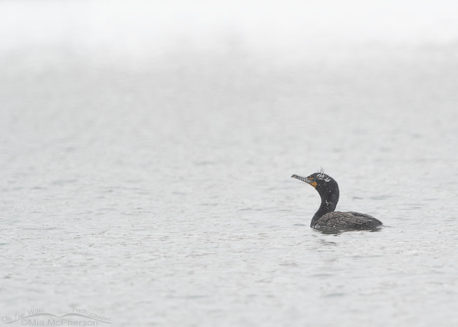Adult Double-crested Cormorant in a spring snowstorm, Salt Lake County, Utah