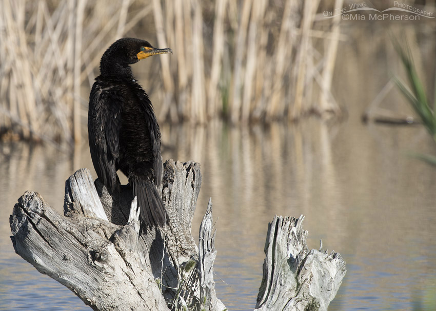 Double-crested Cormorant on a stump in the marsh, Bear River Migratory Bird Refuge, Box Elder County, Utah