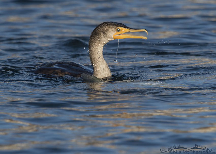 Double-crested Cormorant after surfacing from a dive, Salt Lake County, Utah