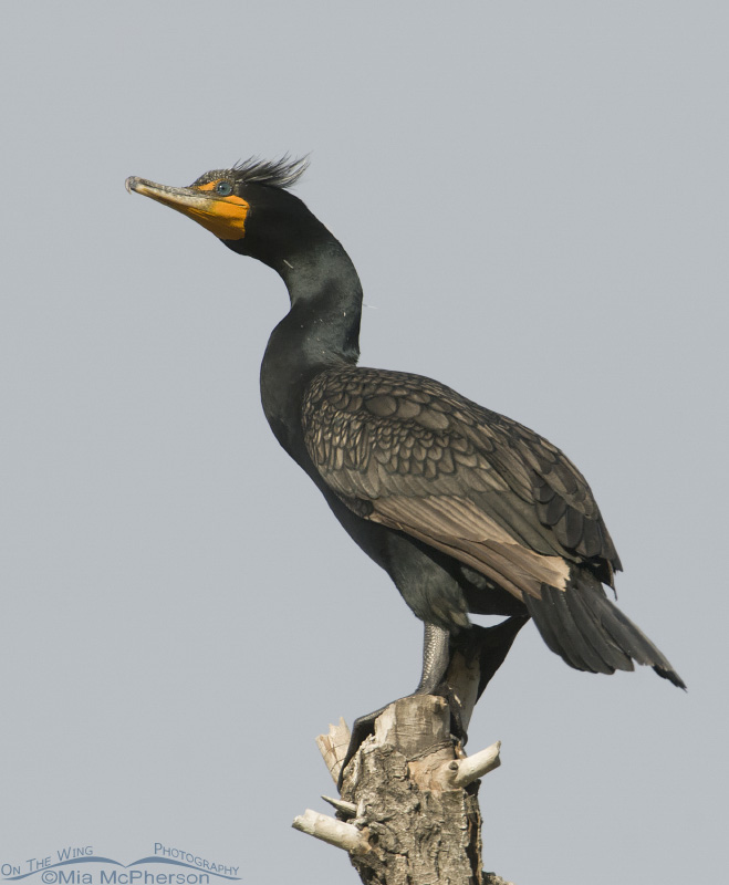 Vertical Double-crested Cormorant at a fishing pond, Salt Lake County, Utah