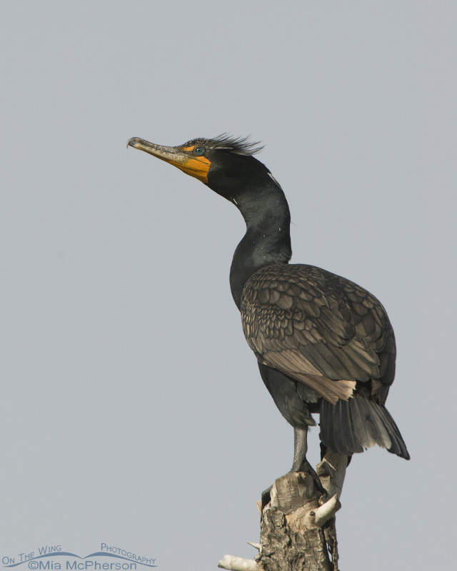 Double-crested Cormorant side view, Salt Lake County, Utah