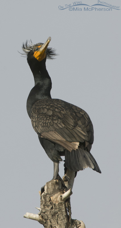 Double-crested Cormorant vertical pano, Salt Lake County, Utah