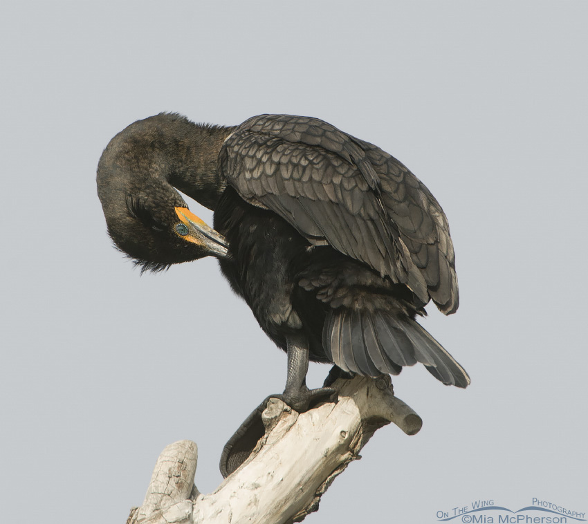 Preening Double-crested Cormorant, Salt Lake County, Utah