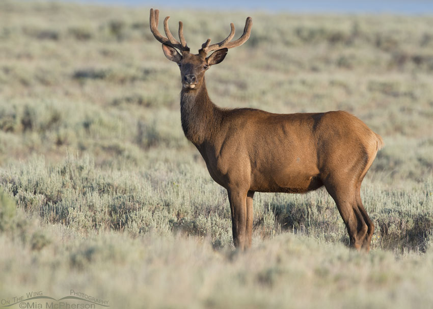 Bull Elk in velvet, Centennial Valley, Beaverhead County, Montana