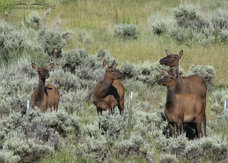 Four Elk in the Wasatch Mountains, Summit County, Utah