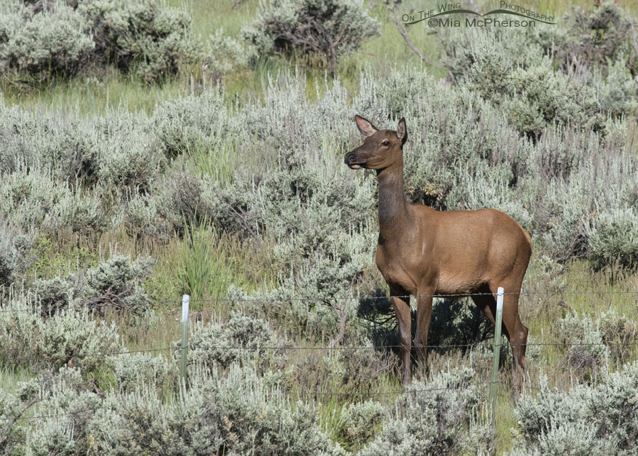 Elk in the Wasatch high country, Wasatch Mountains, Summit County, Utah