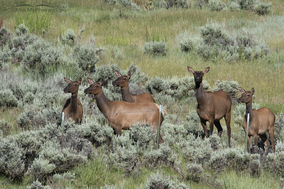 Five Elk cows in sage, Wasatch Mountains, Summit County, Utah