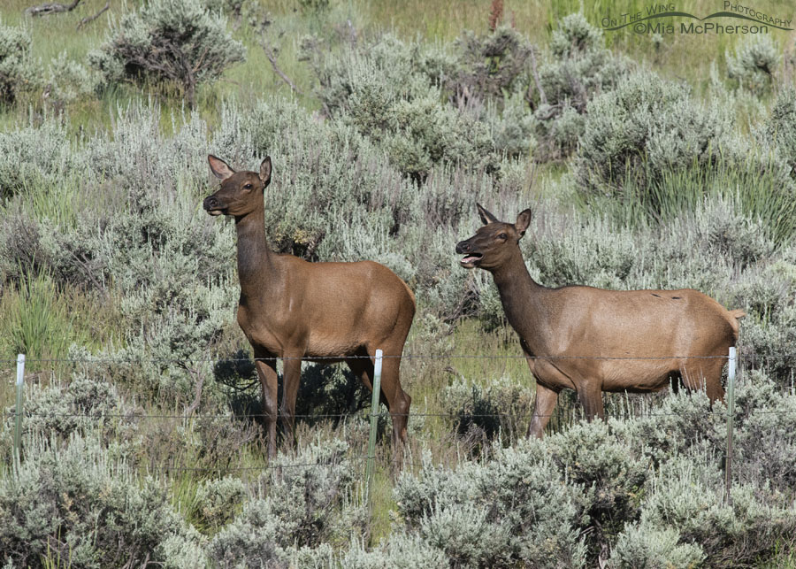 Two Elk in sagebrush, Wasatch Mountains, Summit County, Utah