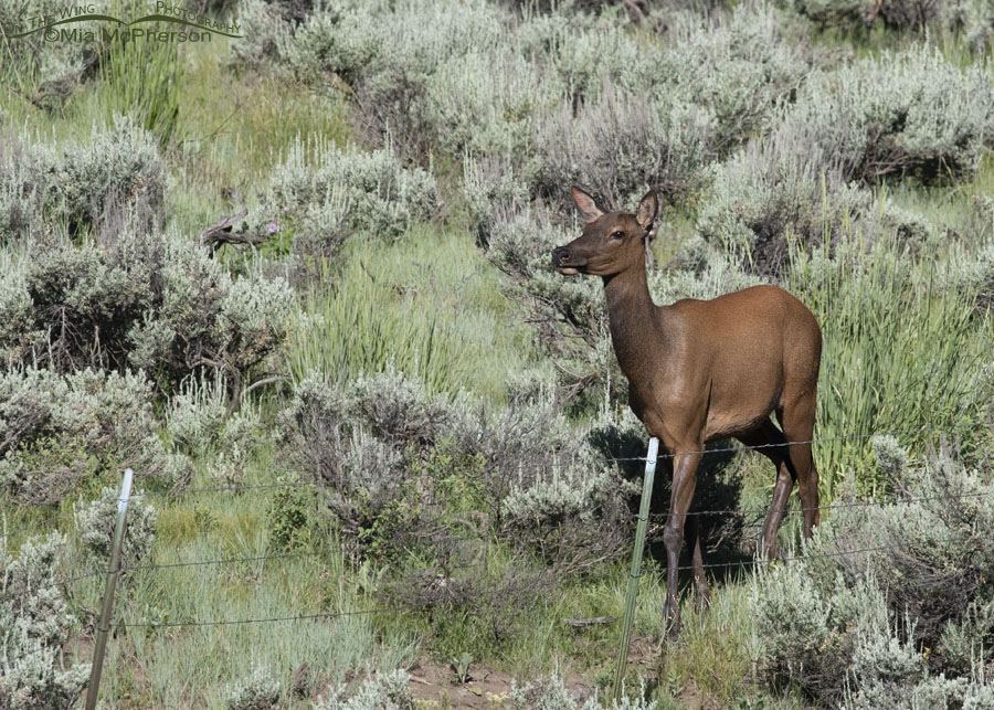 An Elk walking a fence line in the mountains, Wasatch Mountains, Summit County, Utah