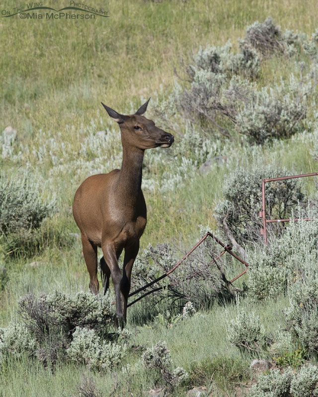 Elk cow heading down a hillside, Wasatch Mountains, Summit County, Utah