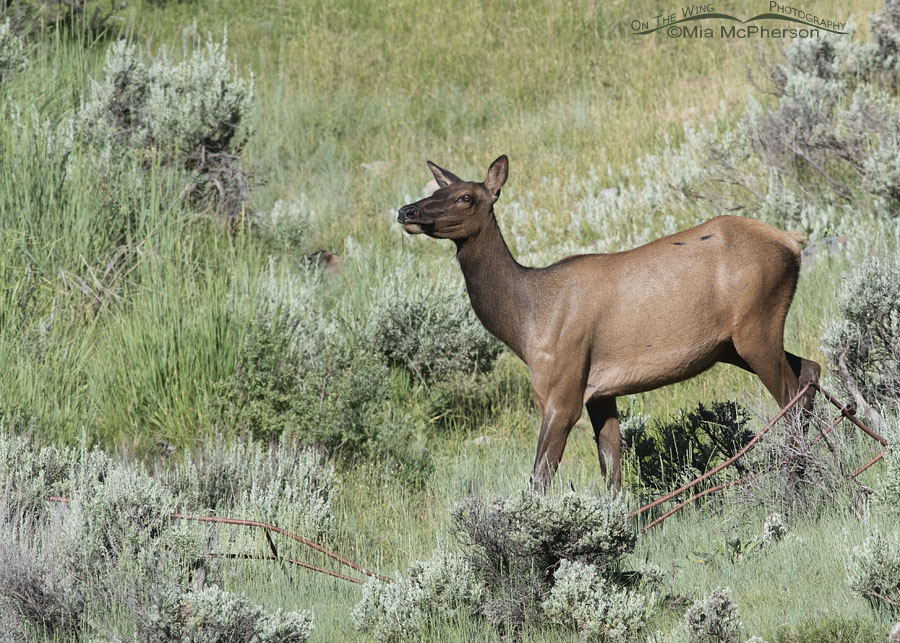 An Elk cow on a hillside, Wasatch Mountains, Summit County, Utah