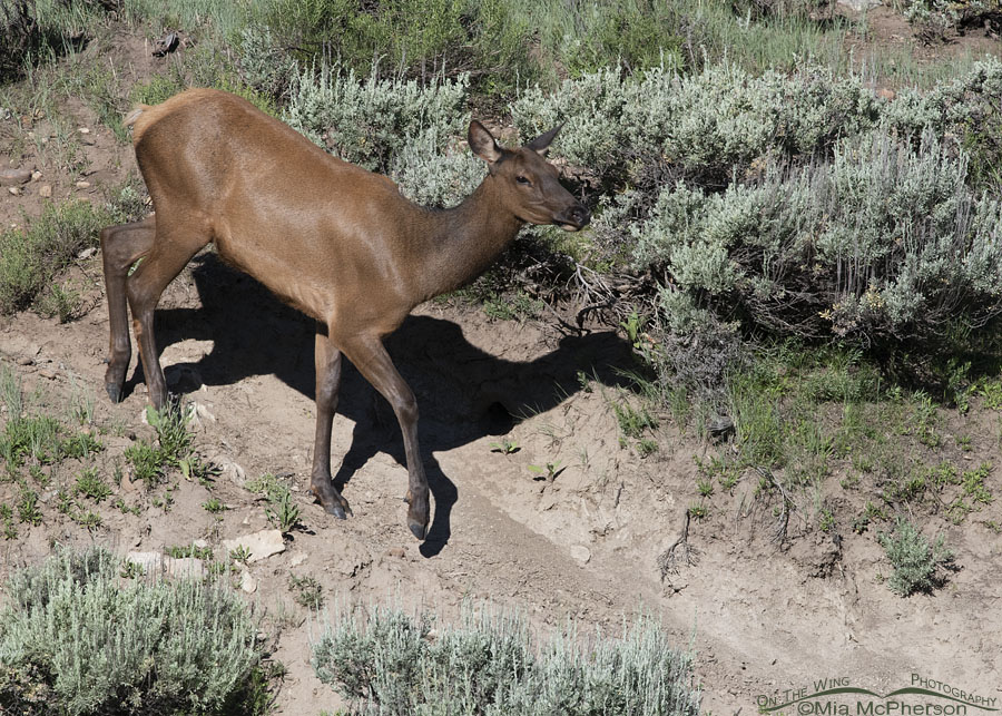 An Elk heading towards a creek, Wasatch Mountains, Summit County, Utah