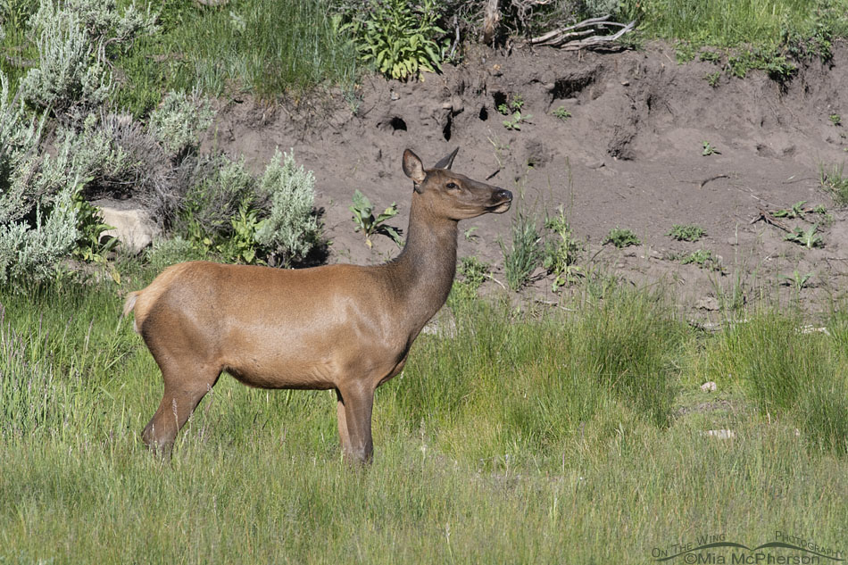 An Elk near a creek, Wasatch Mountains, Summit County, Utah