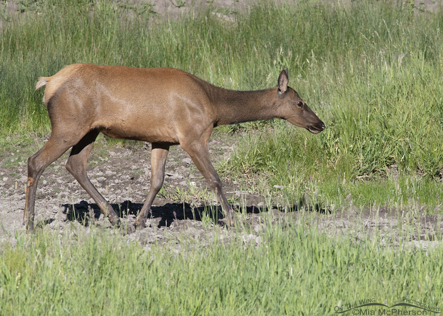 An Elk cow heading towards a creek, Wasatch Mountains, Summit County, Utah