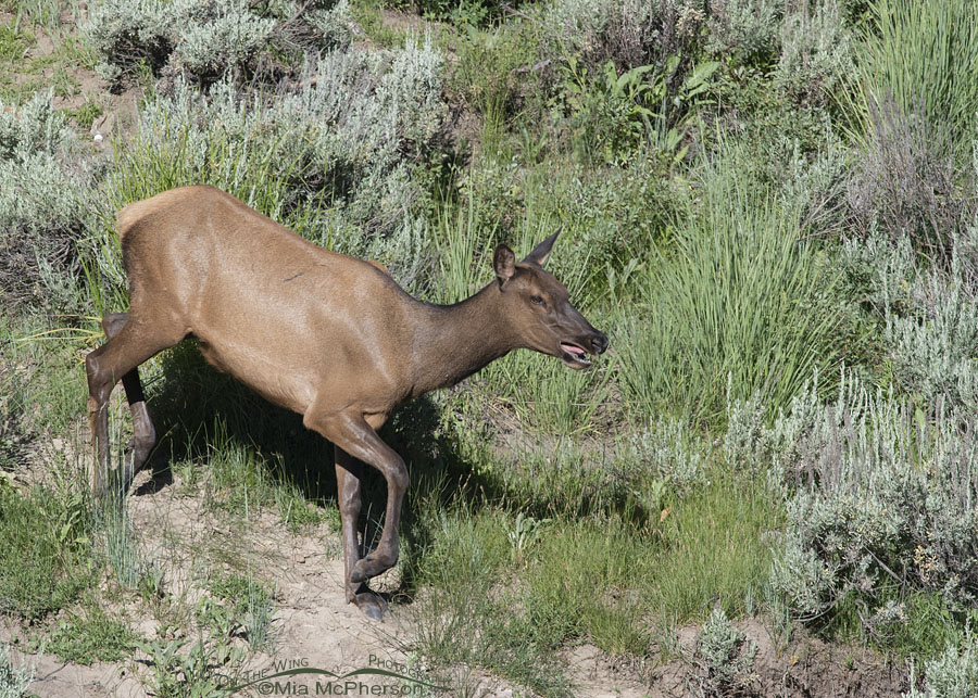 Elk walking down a slope, Wasatch Mountains, Summit County, Utah