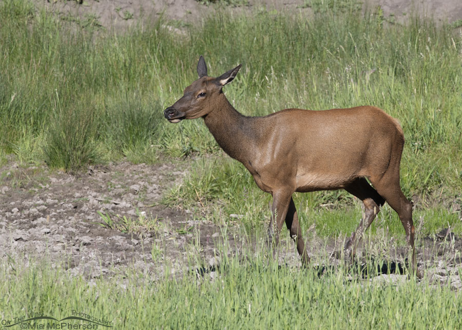 Elk near a creek, Wasatch Mountains, Summit County, Utah