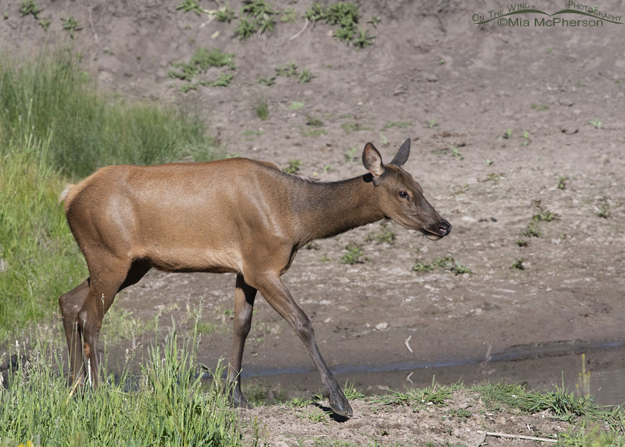 An Elk cow walking next to a creek, Wasatch Mountains, Summit County, Utah