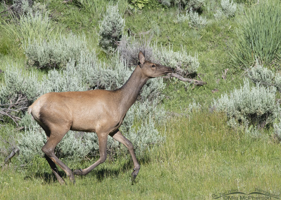 Running cow Elk, Wasatch Mountains, Summit County, Utah