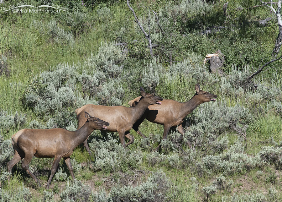 Elk Images