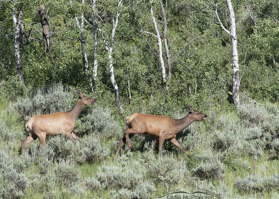 Two Elk running next to aspens, Wasatch Mountains, Summit County, Utah