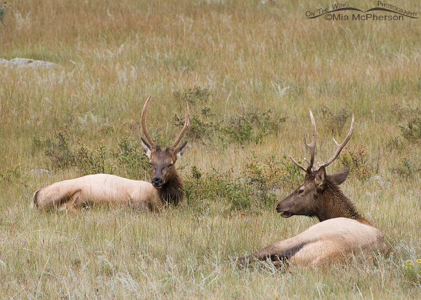 Resting Elk, Rocky Mountain National Park, Larimer, Grand, Boulder Counties, Colorado